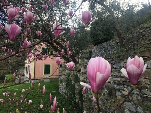 Apartamento Villa Olivari - Apt La Lavanda