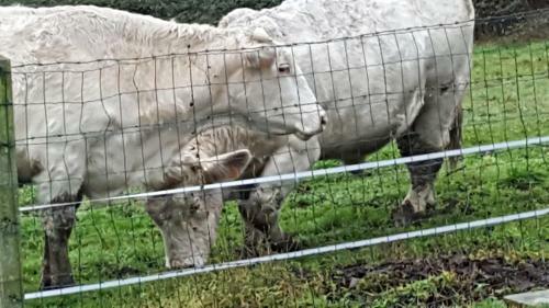 D'hauville Vall�e
