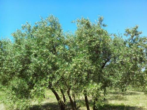 Gites En Provence Proche Avignon