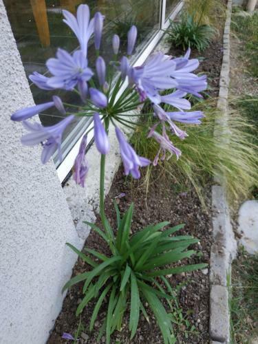 Bed & Breakfast Les Agapanthes Du Frontonnais