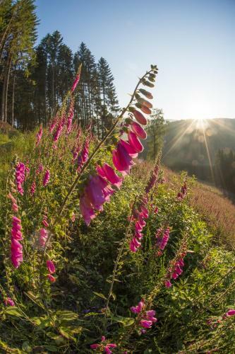 Hostal Landgasthof Zum Sorpetal