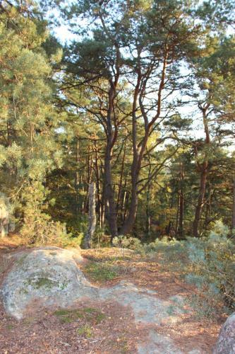 Bed & Breakfast L'alisier Chantant