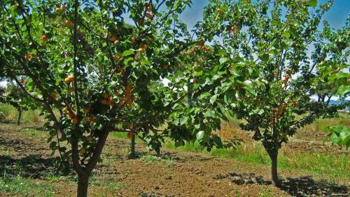 Agroturismo Nato Contadino