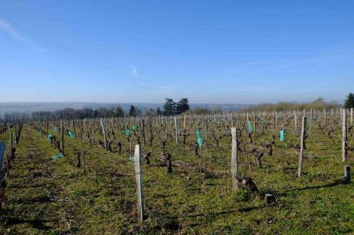 Petit Gite Ind�pendant 2* Entre Vignoble Et Cher