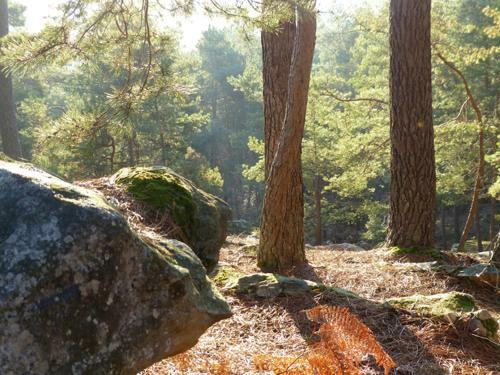 Le Chant Des Arbres