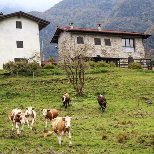 Hostal Rifugio Malga Grasia
