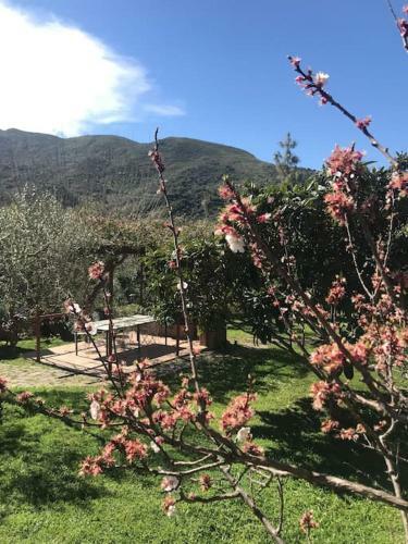 Villa Storica Tra Gli Ulivi - Vista Mare