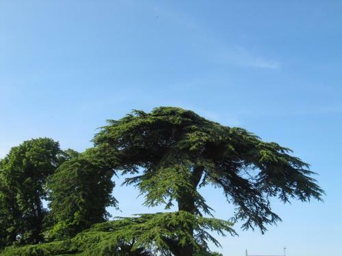 Bed & Breakfast Chateau Les C�dres