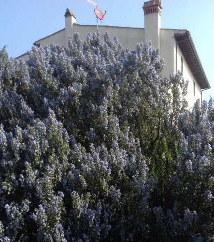 Bed & Breakfast Podere Sanlorenzo