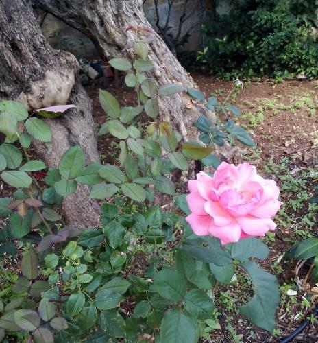 Il Giardino Di Hyccara