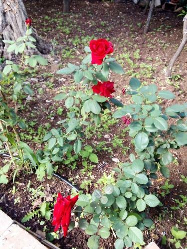 Il Giardino Di Hyccara