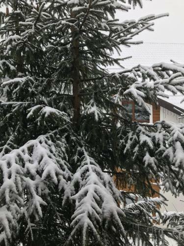 Hotel Konopka Forest Home
