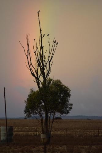 A Real Bush Retreat. Kangas, Emus & Starry Skies.