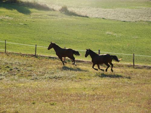 G�tes Du Cheval Blanc