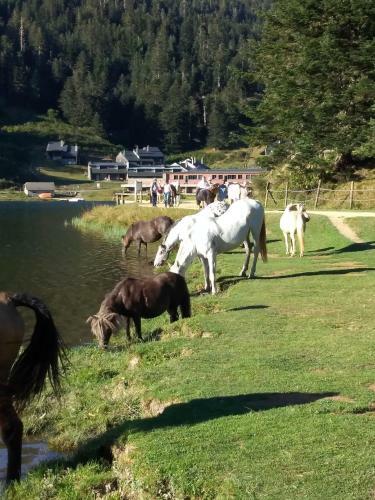 G�te Cosy Lac De Payolle