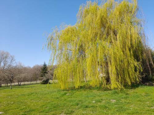 Gite Du Saule - Cheverny