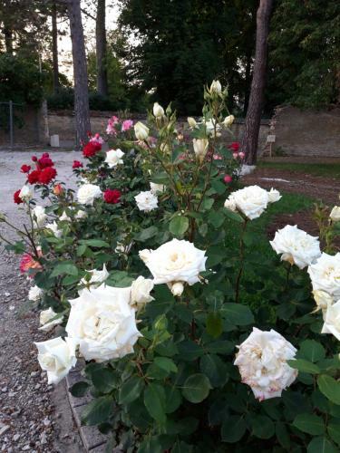 Le Clos Des Roses
