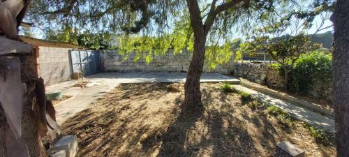 Blue Tulip