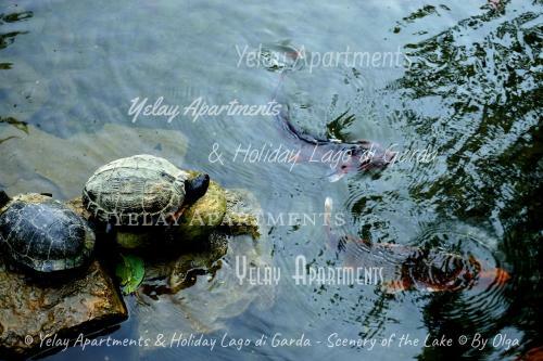 Yelay Apartments & Holiday Lago Di Garda