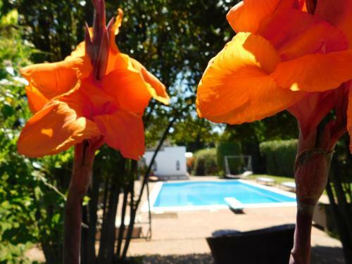 Apartamento Depandance Con Piscina Salata - Tulipano