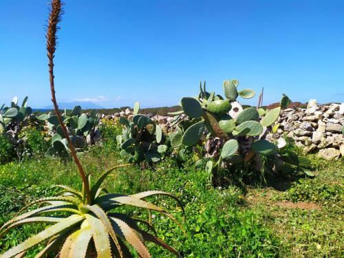Casa Minerva Favignana -cala Rotonda