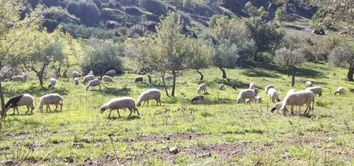 Bed & Breakfast Agriturismo Gentile