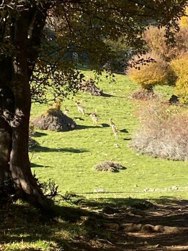 La Casetta Nel Bosco Per Turisti