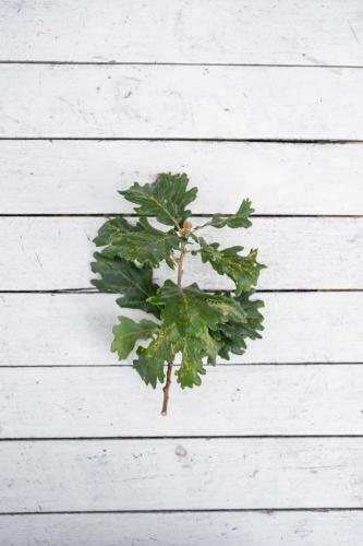 Bed & Breakfast Oak Tree 114 Bnb