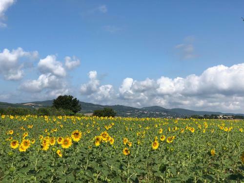 Apartamento Casa Il Gallo