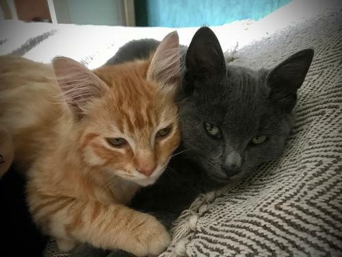 Cat?s House ~ Charme Et Tranquillit�