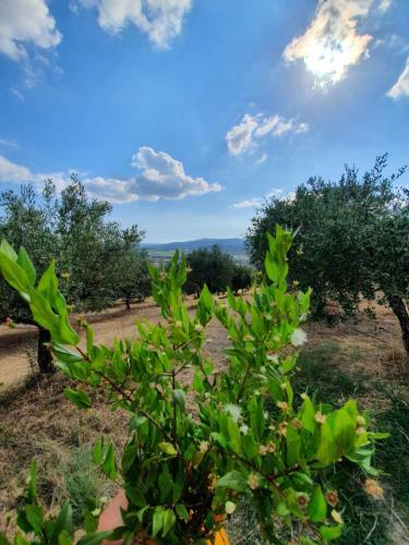 Agroturismo Colle Del Mirto