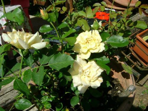 Apartamento Giardino Dei Fiori