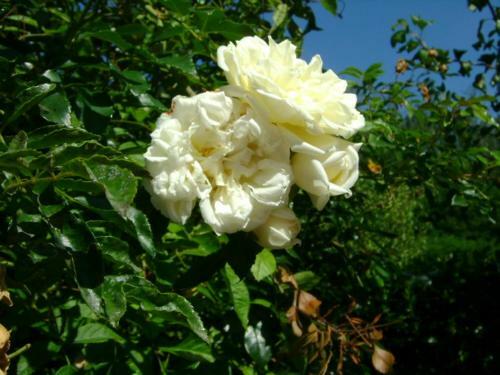 Apartamento Giardino Dei Fiori