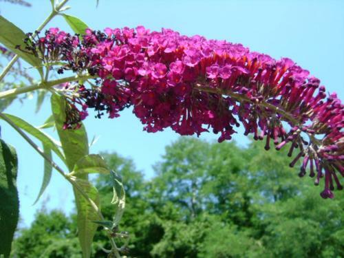 Apartamento Giardino Dei Fiori