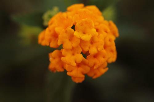 Bed & Breakfast Villa Verdesca