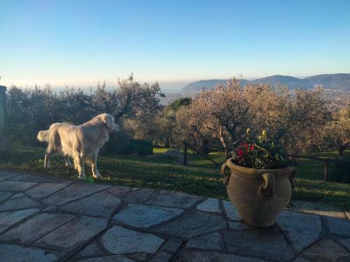 Villa A Casa Di Olivo