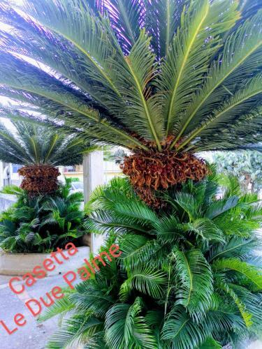 Apartamento Casetta Le Due Palme