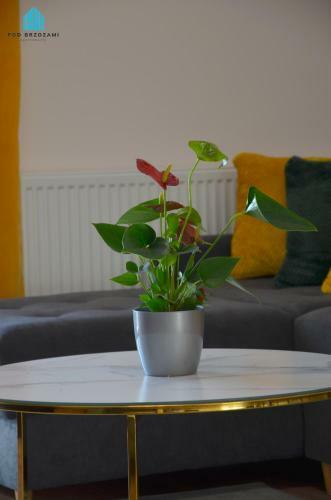 Pod Brzozami Apartamenty Summer Lofts
