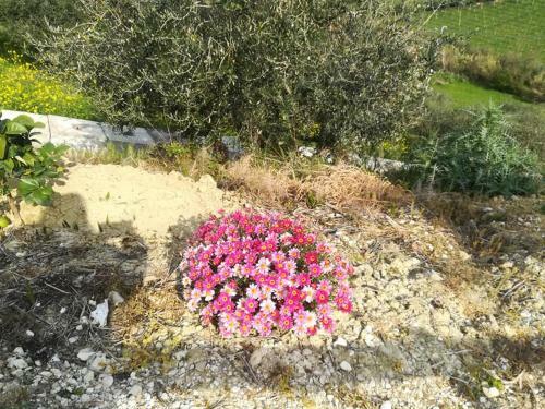 Bed & Breakfast Angolo Di Paradiso