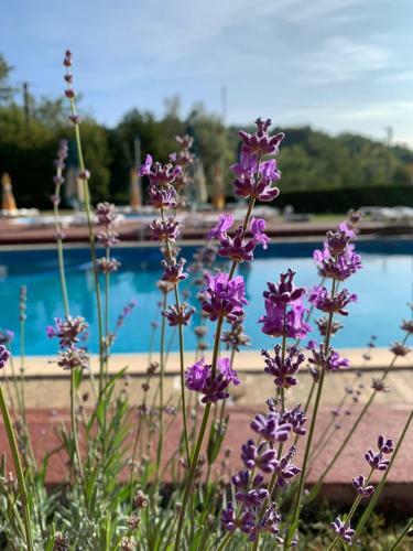 Villa Rock Mill Resort