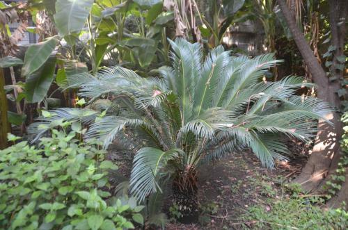 Il Giardino Di Caronda