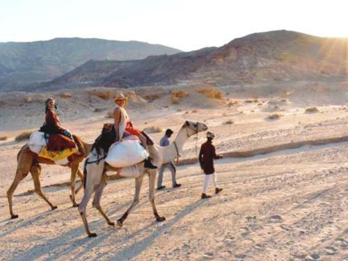 Live The Bedouinlife