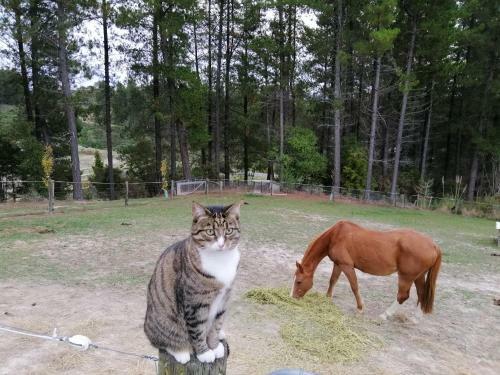 Beech Hill - Pet Friendly Holiday Home