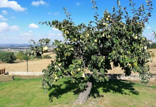 Bed & Breakfast La Mafalda In Oltrepo