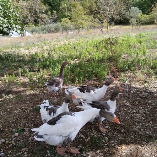 Agroturismo La Masseria Di Antonio E Teresina