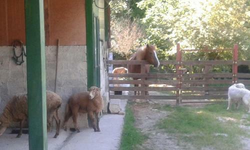 Agroturismo La Masseria Di Antonio E Teresina