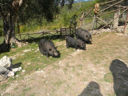 Agroturismo La Masseria Di Antonio E Teresina