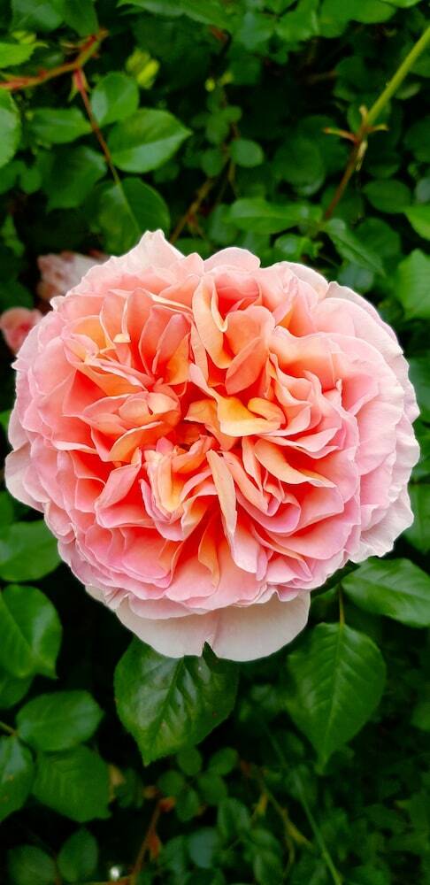 Boutiquehotel Goldene Rose