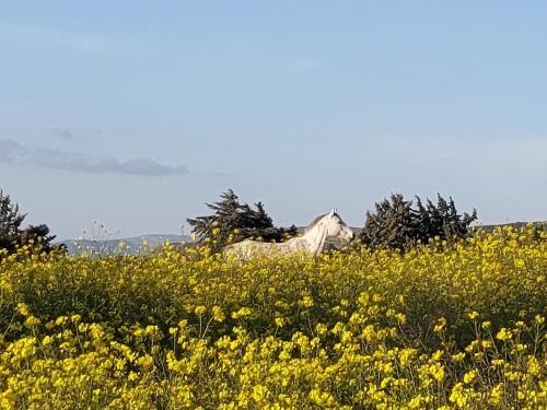 B&B Chiosi Country Club