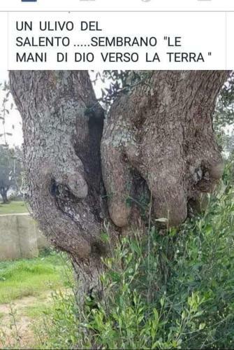 Fascino Antico